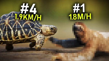 TOP Najwolniejsze Zwierzęta Świata