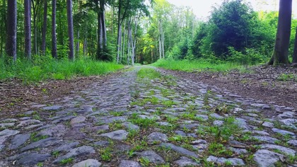 What do you hear on Level 0? (Real Forest Sounds | ASMR) 4K