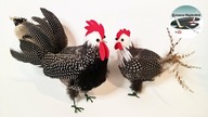 Jak zrobić koguta i kurę z piórek [FEATHERED ROOSTER AND HEN DiY] - Pomysły plastyczne DiY