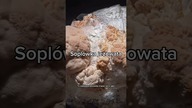 Fascynujący grzyb!  Soplówka jeżowata (Lions Mane)