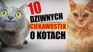 10 DZIWNYCH CIEKAWOSTEK O KOTACH  Matt Olech
