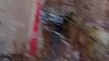 Herbata, Melisa i Szałwia  #egzotyka #pigeon #fus #birds #golebie #ziolagolebiepl