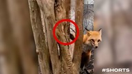 LIS UTKNĄŁ W DRZEWIE, to co stało się później WZRUSZY CIĘ DO ŁEZ #shorts
