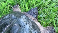 Inwazja pijawek na słodkowodnym Ż&oacute;łwiu Jaszczurowatym  