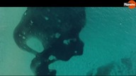 Na ratunek oceanom - film dokumentalny lektor pl