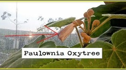 349-Paulownia oxytree.  Sadzonka która kwitnie w listopadzie ( Szklarnia robi swoje )