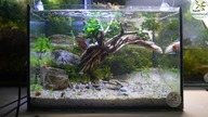 Jak założyć łatwe akwarium roślinne?  #akwarium #aquascape