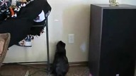 Kot vs laser