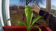 Sadzonka bananowca pewniak 
