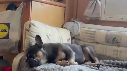 Secik odpoczywa w swojej przyczepie.