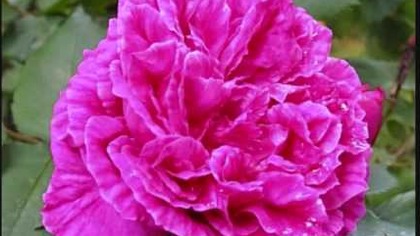 B.Kowalska-Nasze roze.Unsere Rosen