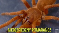 Największy ptasznik świata i inne / Theraphosa apophysis, Linothele megatheloides, O.  philippinus