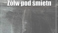 Żółw pod śmietnikiem.  Zabawka się zepsuła?