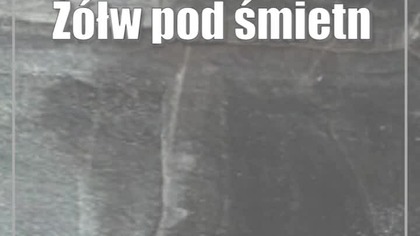 Żółw pod śmietnikiem.  Zabawka się zepsuła?