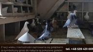 Gołębie od Pasjonaty - likwidacja gołębi ze względu na wiek i stan zdrowia.