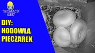 DIY - Domowa hodowla pieczarek | Warsztat Seby