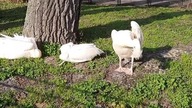 Great White Pelican (Pelecanus onocrotalus) in Warsaw zoo, Poland