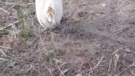 Kaczki
