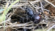 15 of most beautiful spiders (personal ranking)