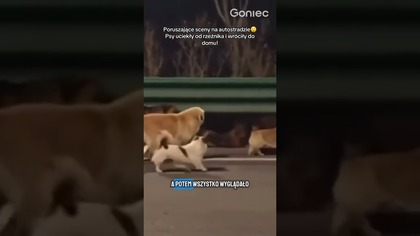 PORUSZAJĄCE SCENY NA AUTOSTRADZIE