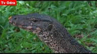 LiveLeak - Monitor lizard swallows freshwater turtle whole