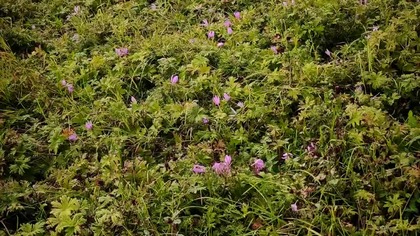 #shortsZimowit jesienny (Colchicum autumnale)
