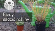 Do kiedy sadzić rośliny w ogrodzie? Terminy sadzenia roślin