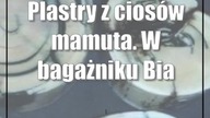 Plastry z ciosów mamuta.  W bagażniku Białorusina kolekcja jak z muzeum