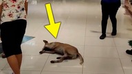 BEZDOMNY PIES WSZEDŁ DO GALERII, to co stało się później jest NIESAMOWITE...