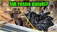 Cztery wylinki ptaszników w strefie MACRO!
