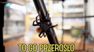 1 samiec i 12 samic PROJEKT CHROMKA #4 Chromatopelma cyaneopubescens