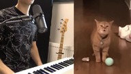 Cala Cat x MultiDavid | Im Alone I go Meow (live looping) #igomeow #cala #catsinging