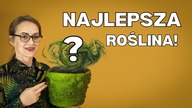Roślina, która dużo wybacza, wiele znosi.  Najłatwiejsza w pielęgnacji i ciekawa roślina domowa