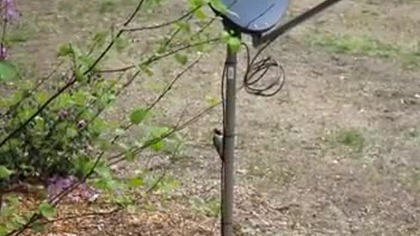 Pierwszy raz małego dzięcioła
