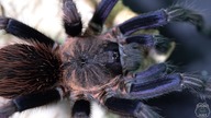 PAKUJĘ dorosłego samca Sericopelma sp. boquete!
