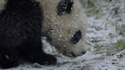 Na granicy zagłady najciekawsze zwierzęta Chin