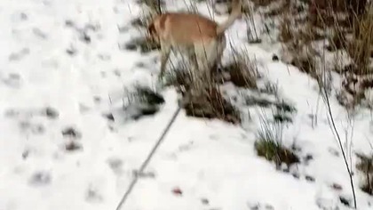 Typer Skoków Narciarskich z SK na Mistrzostwa Świata w Lotach Narciarskich! Oberstdorf, Niemcy!