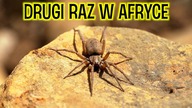 TUNEZJA SPECIAL - NAWET NIE WIEM OD CZEGO ZACZĄĆ  [1/2]