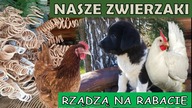  Nasze kury rządzą na rabacie.
