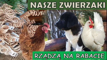  Nasze kury rządzą na rabacie.