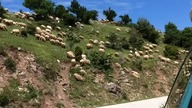 Poranne spotkanie z owcami w górach