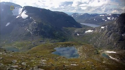 Niedźwiedzi wyścig do zimy - Race to Winter (2025