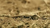 Igrzyska na Kacu (Cały film) Komedia