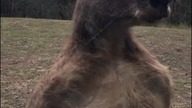 Dawaj na sol&oacute;wkę! Uroki mieszkania w Australii