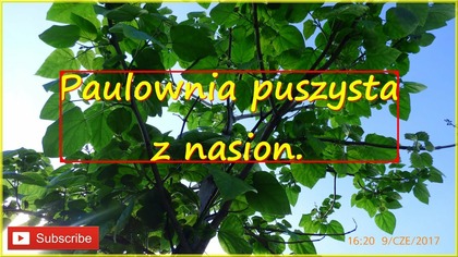 #238- Paulownia puszysta.  cesarskie drzewo z nasion.  Wiosna