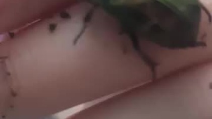 kruszczyca złotawka 