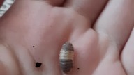 Cubaris sp.  Panda  King #isopods