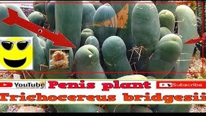 341Cactus Penis plant.  Trichocereus bridgesii