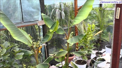 Musa Velutina rosnące liście bananowca , time lapse 8 dni