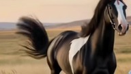 horse 6 #trueman #true #love